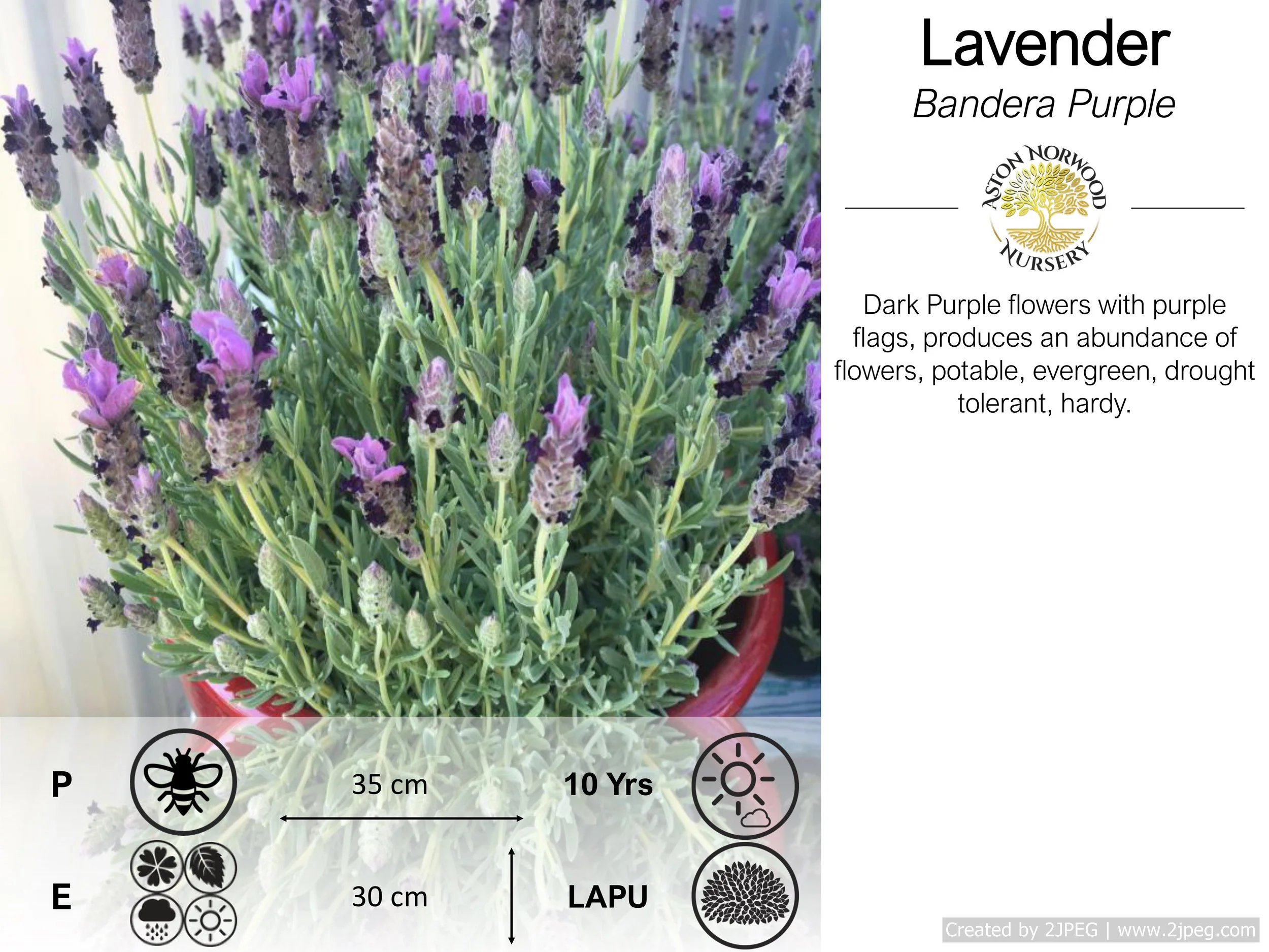 Lavender Bandera Purple