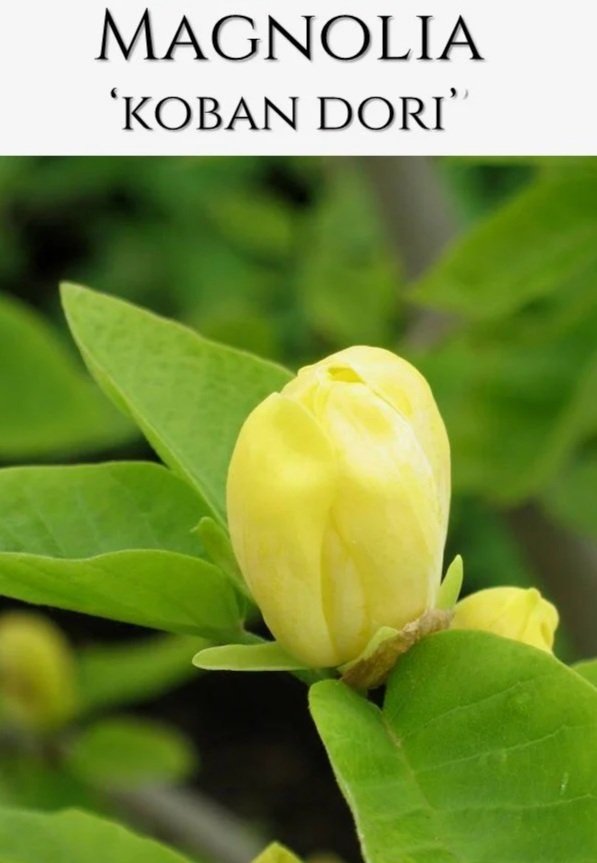 MagnoliaKobanDoriBareRooted.jpg