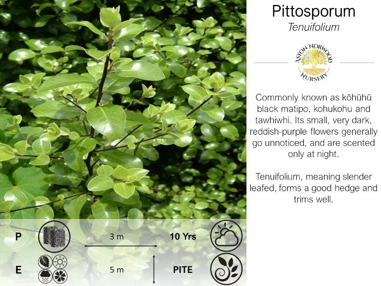 Pittosporum Tenuifolium