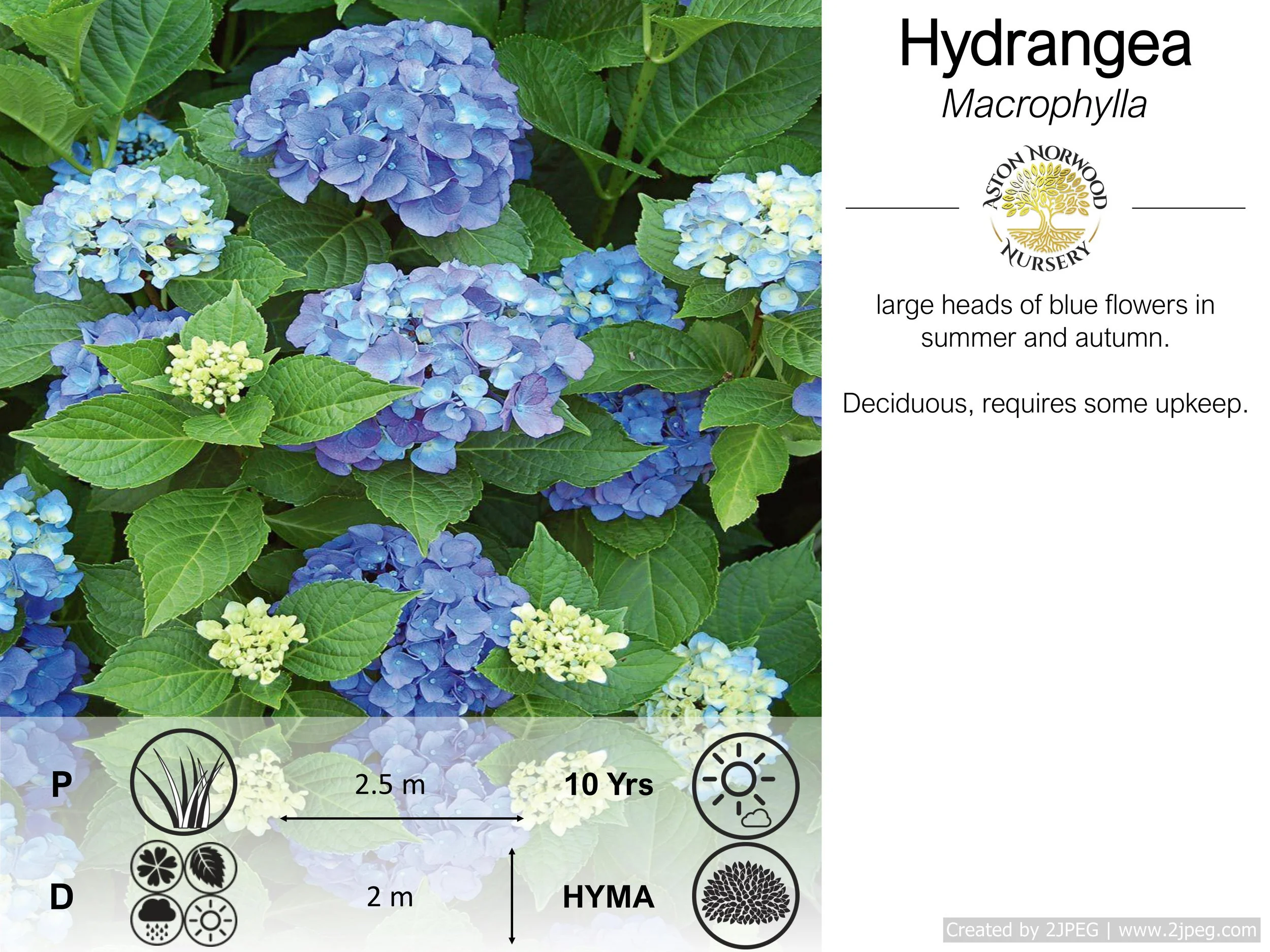 Hydrangea Macrophylla G D Kuhnert