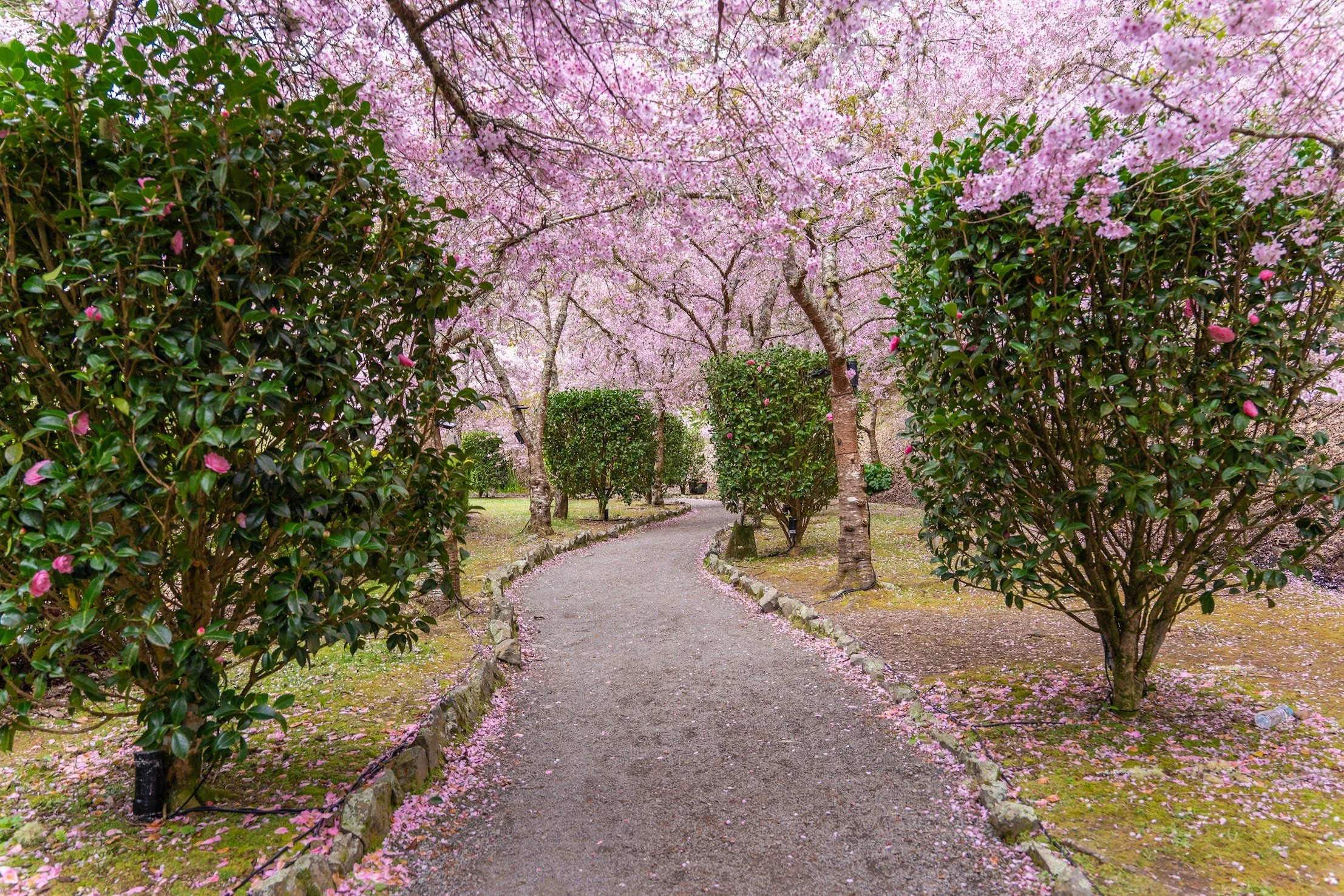 A winding gravel path through a park with pink cherry blossom trees and green bushes on both sides.