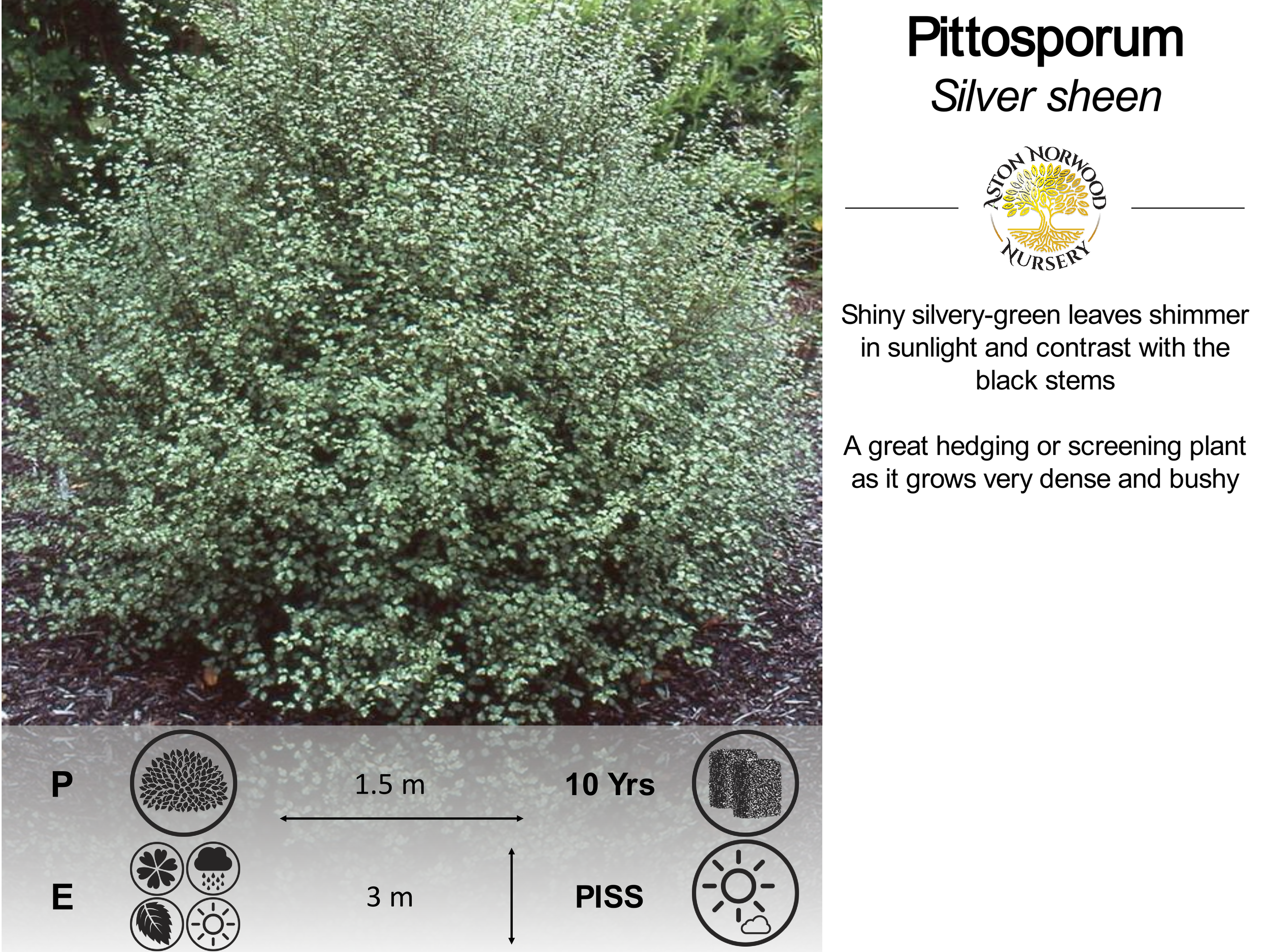 Pittosporum Silver Sheen