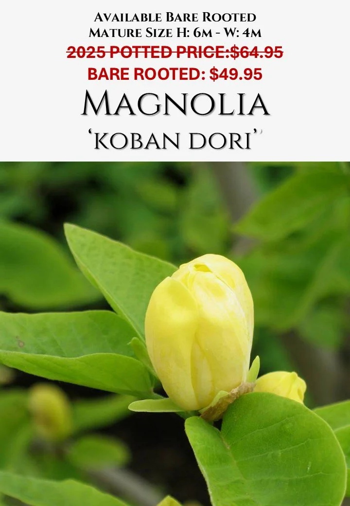 Magnolia Koban Dori