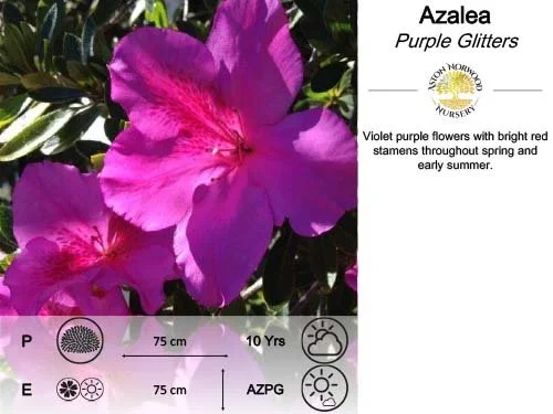 Azalea Purple Glitters