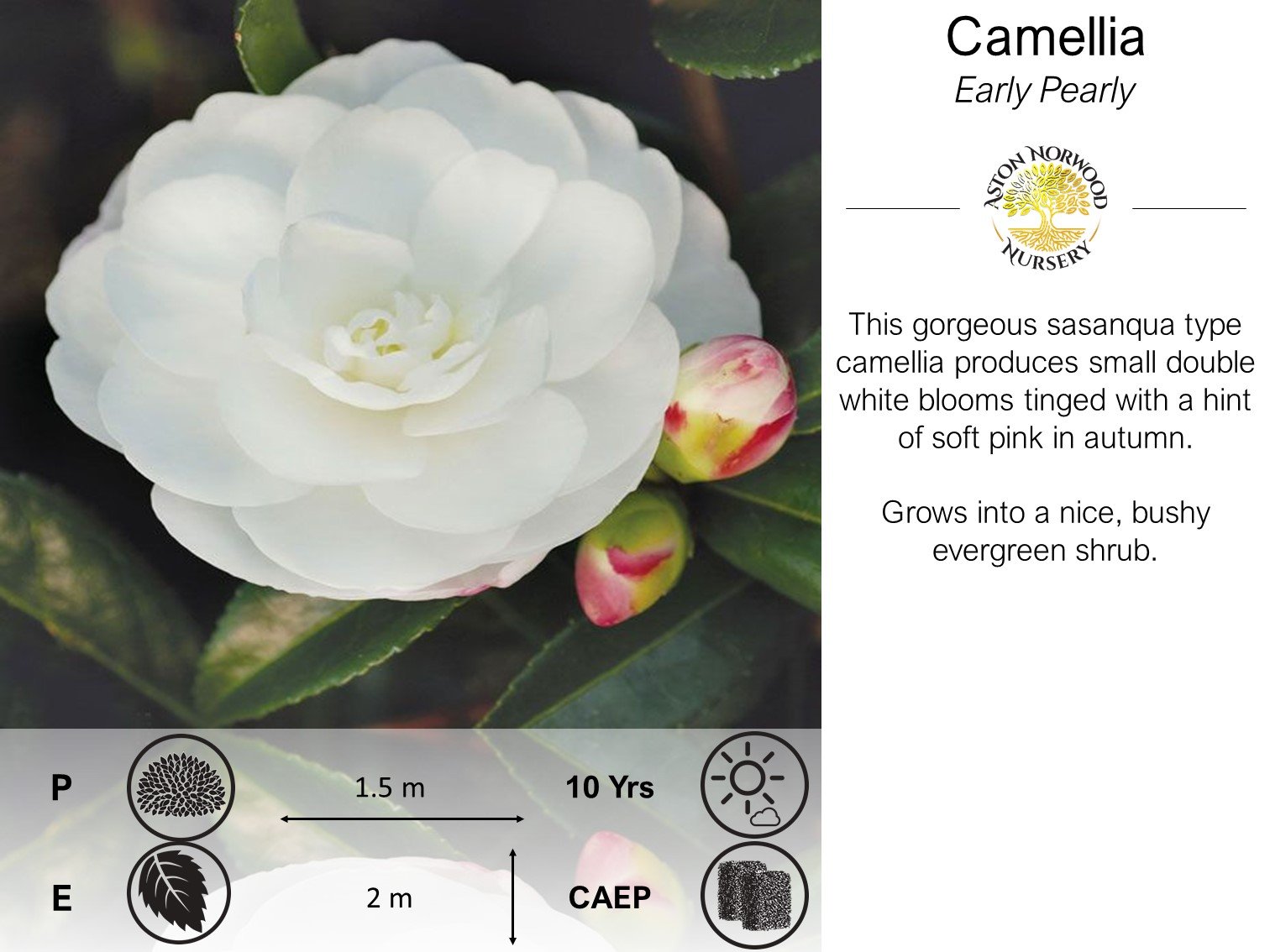 Camellia Early Pearly