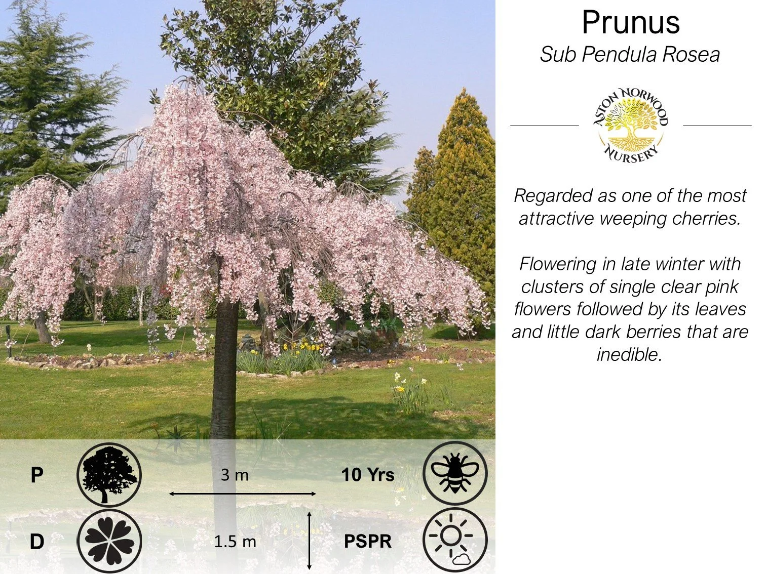Prunus Sub. Pendula Rosea