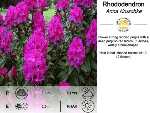 Rhododendron Anna Kruschke