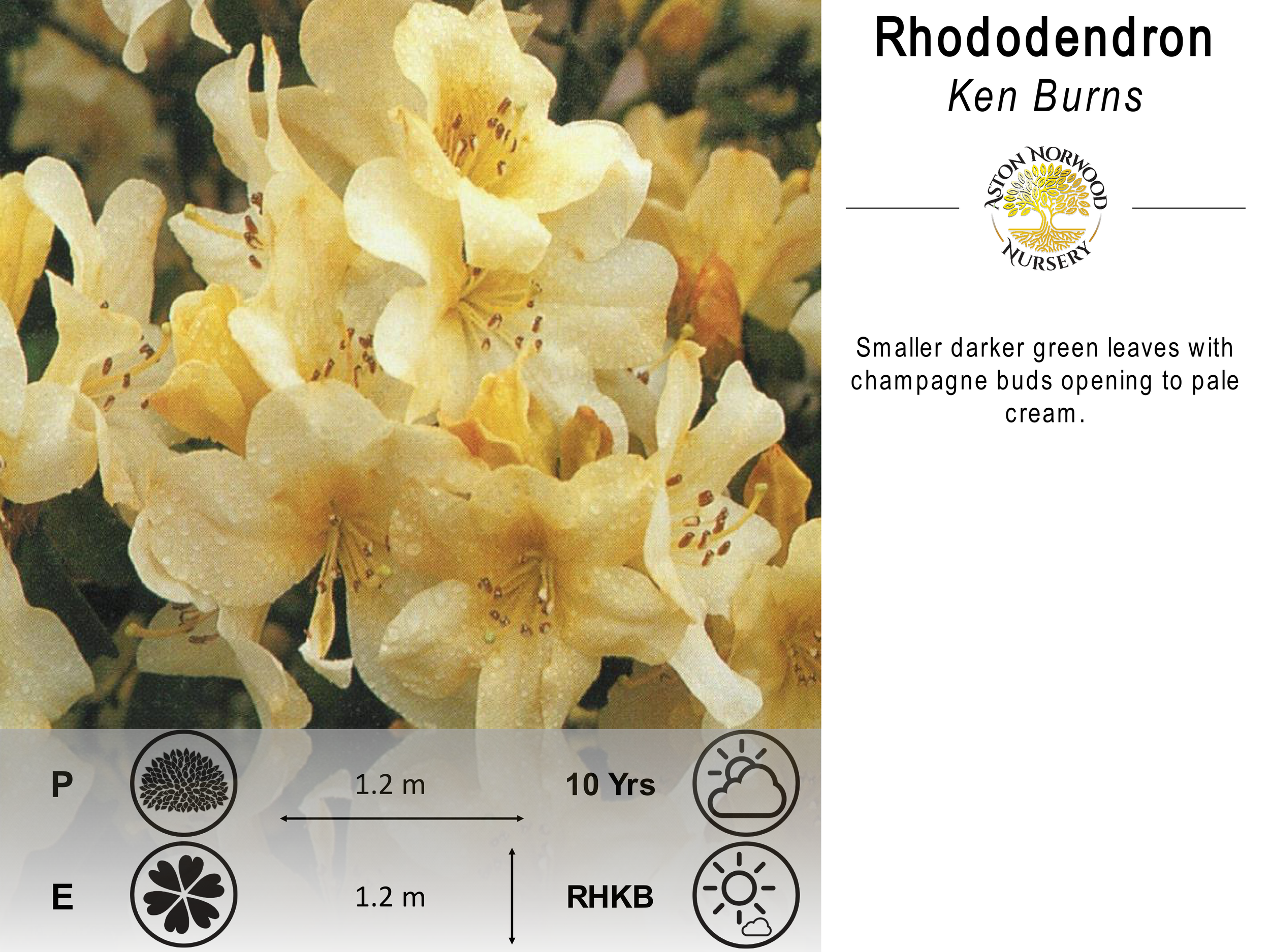 Rhododendron Ken Burns