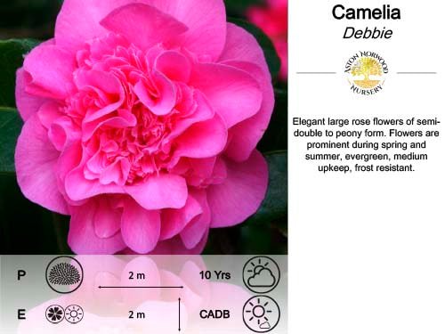 Camellia Debbie