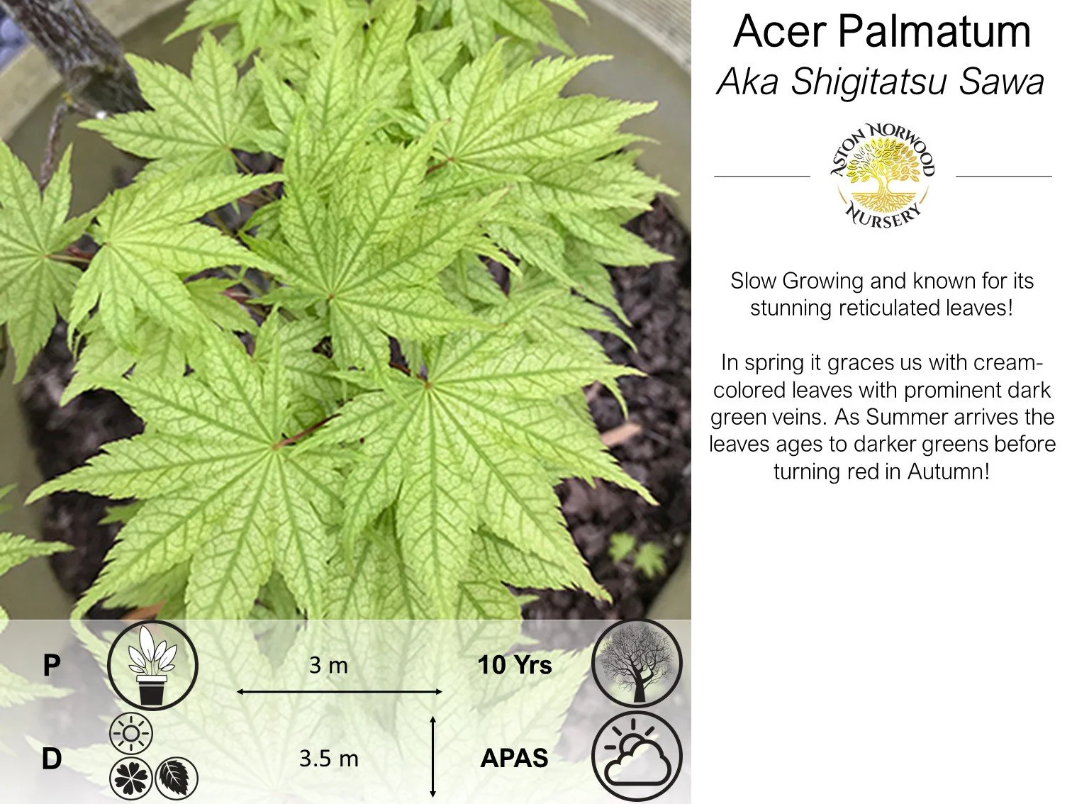 Acer palmatum Aka shigitatsu sawa