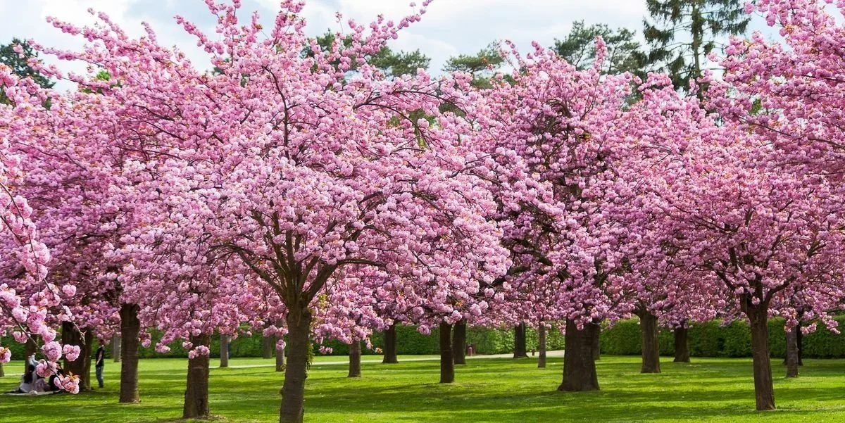 Park with pink cherry blossom trees in full bloom and green grass, some people sitting and walking in the background.