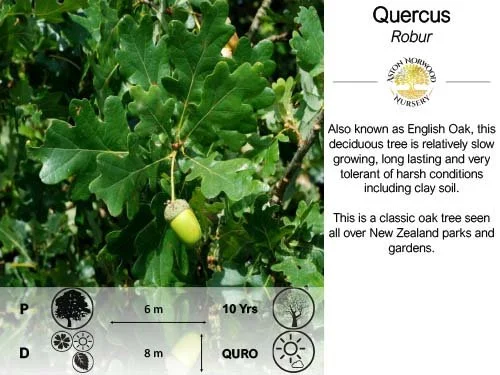 Quercus Robur | English Oak