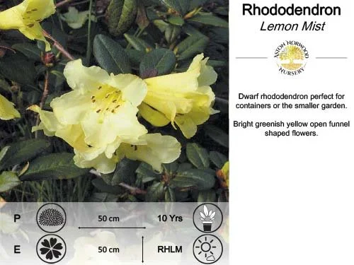 Rhododendron Lemon Mist