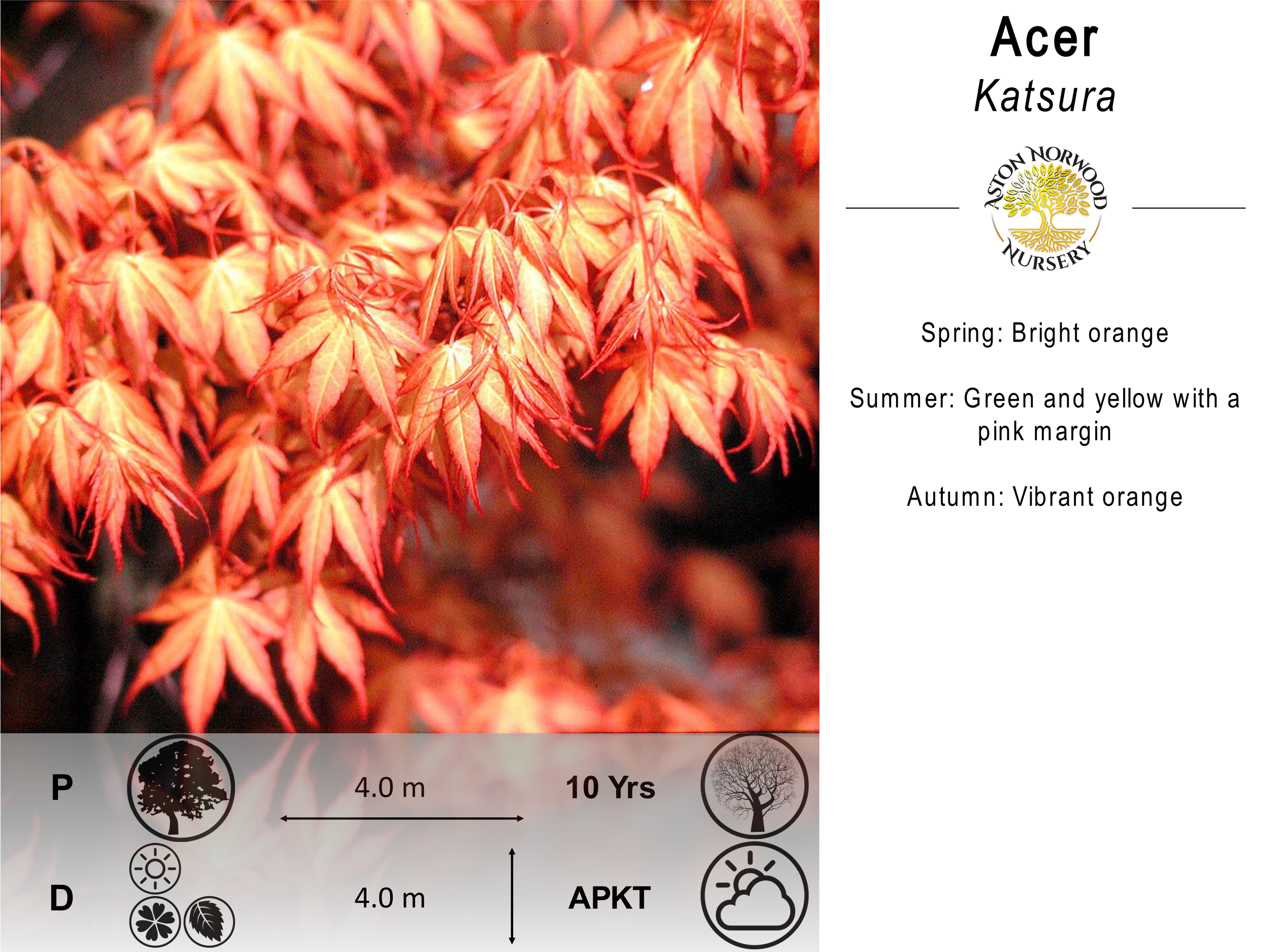 Acer Palmatum Katsura