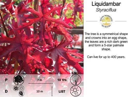 Liquidambar Styraciflua | Sweetgum