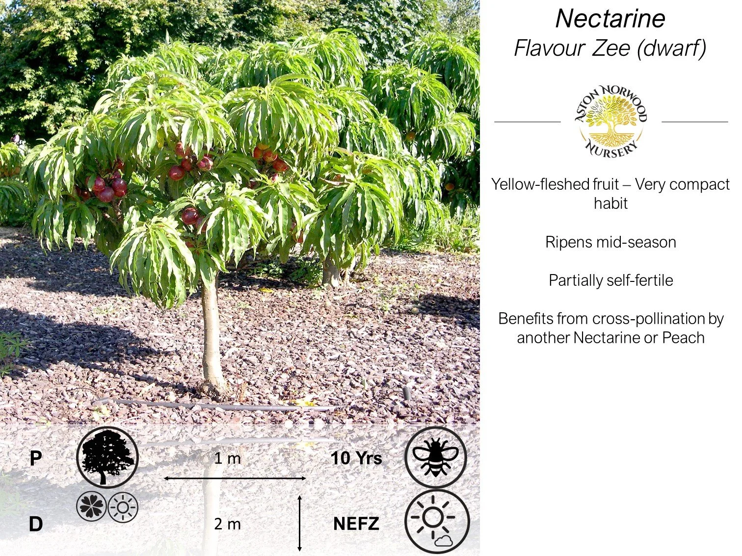 Dwarf Nectarine Flavour Zee