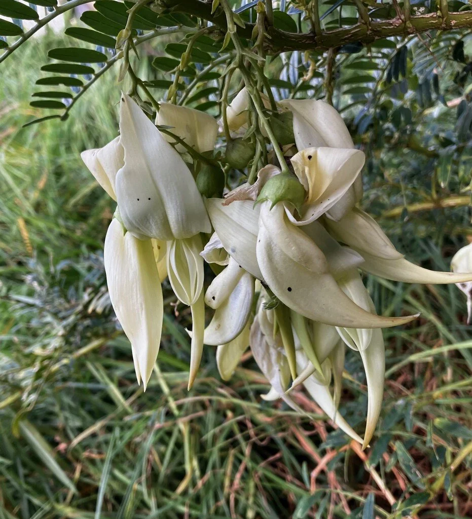 kakabeak white heron 2.5L