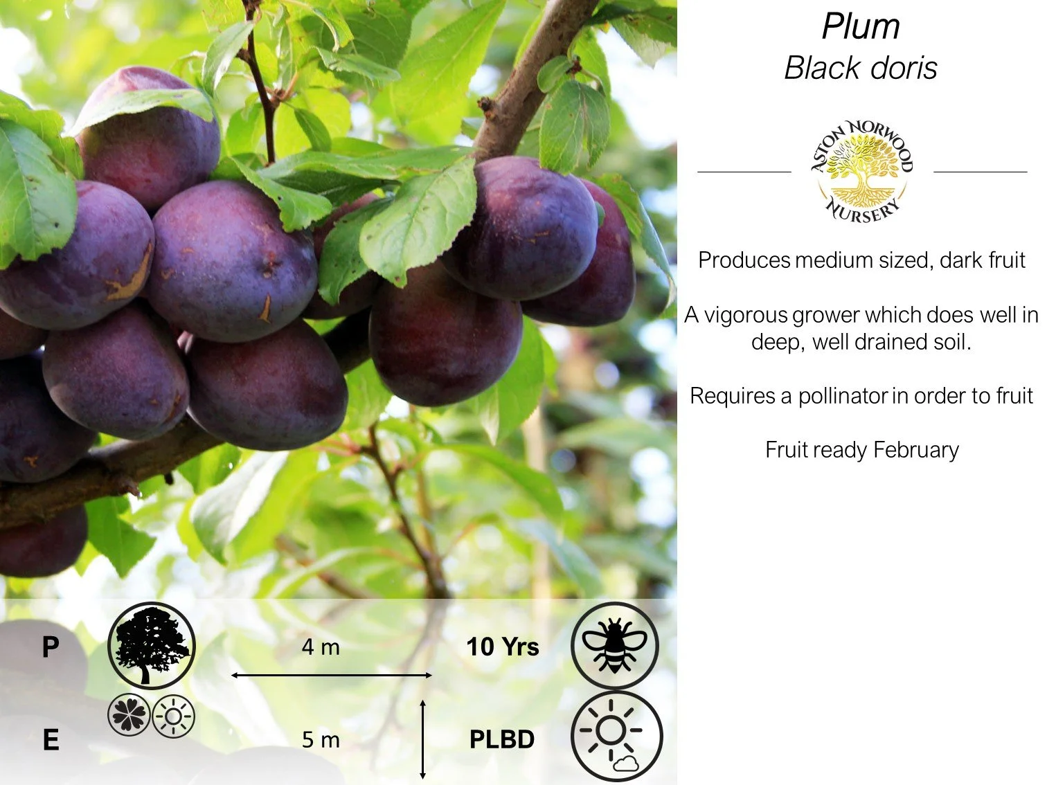 Plum Black Doris