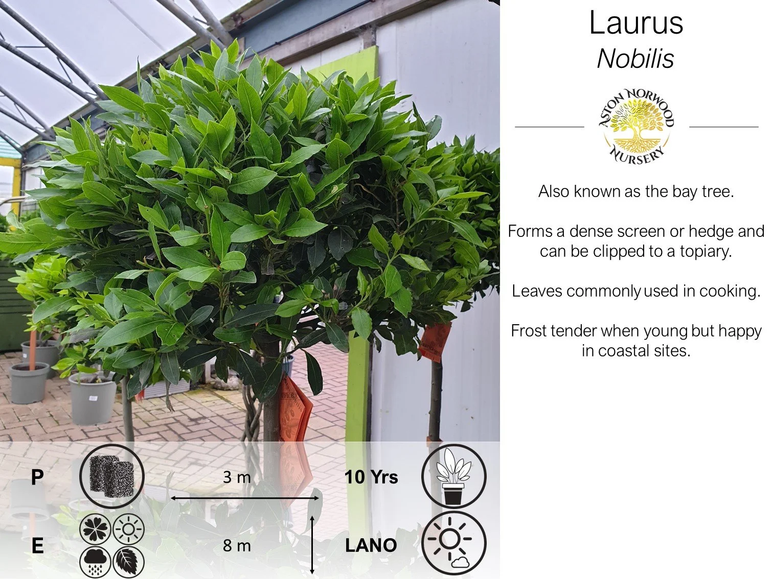 Laurus Nobilis (Bay Tree)