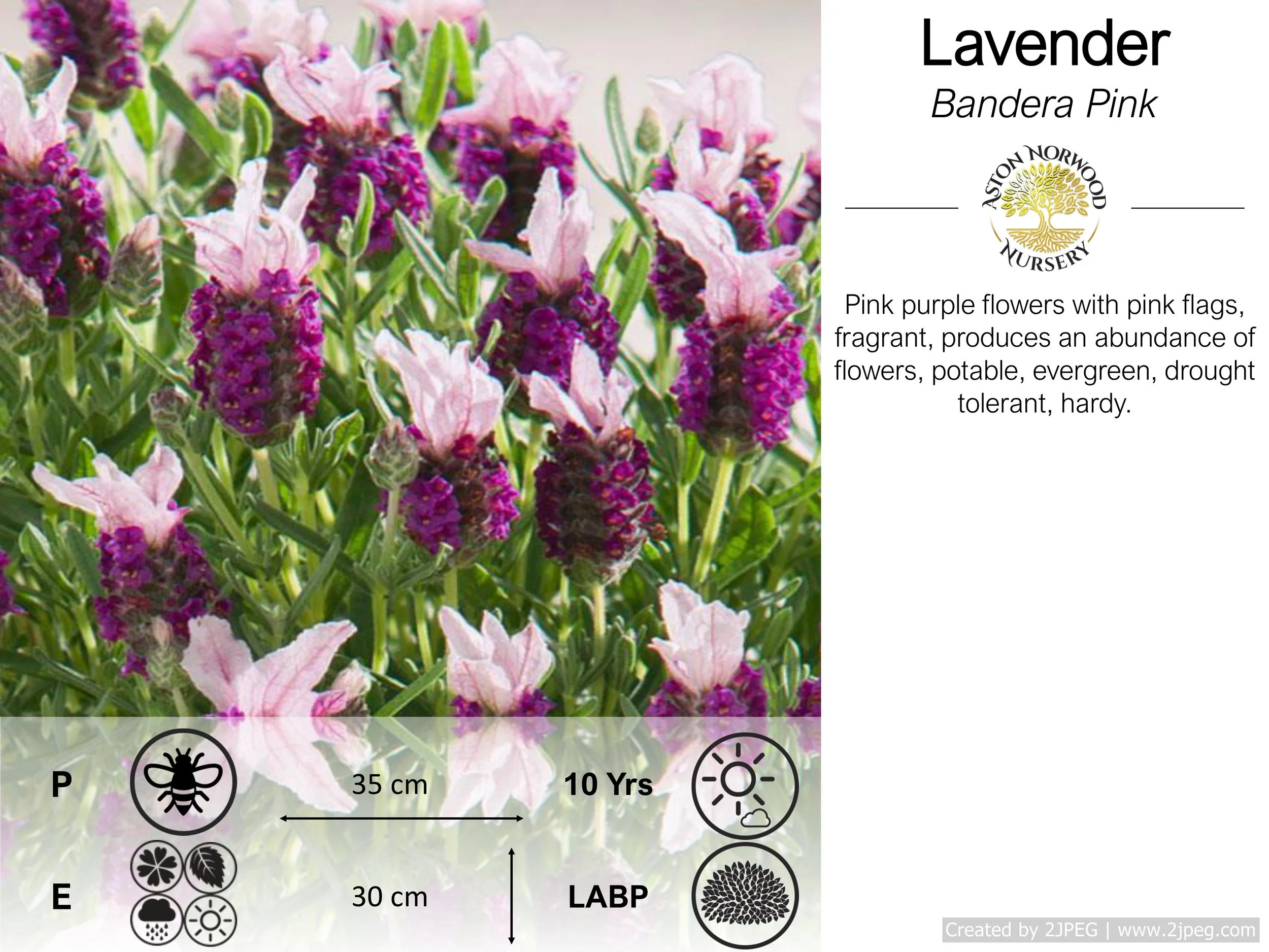 Lavender Bandera Pink