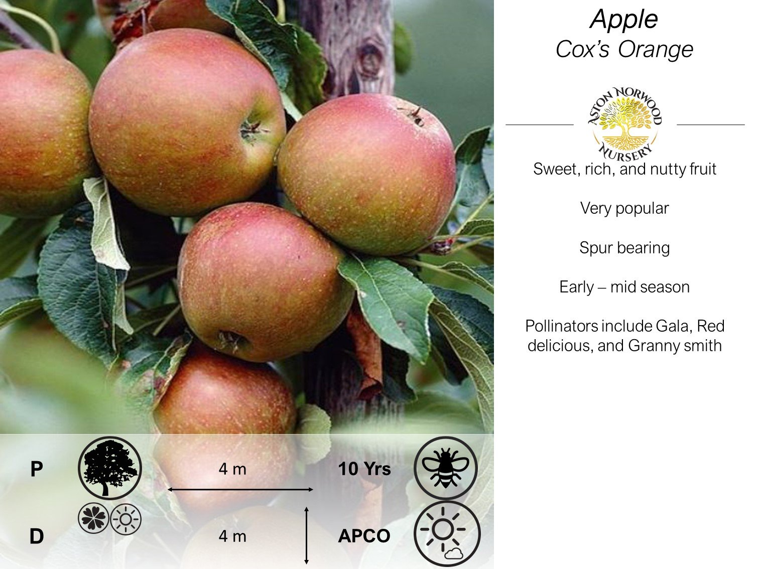 Dwarf Apple Cox's Orange