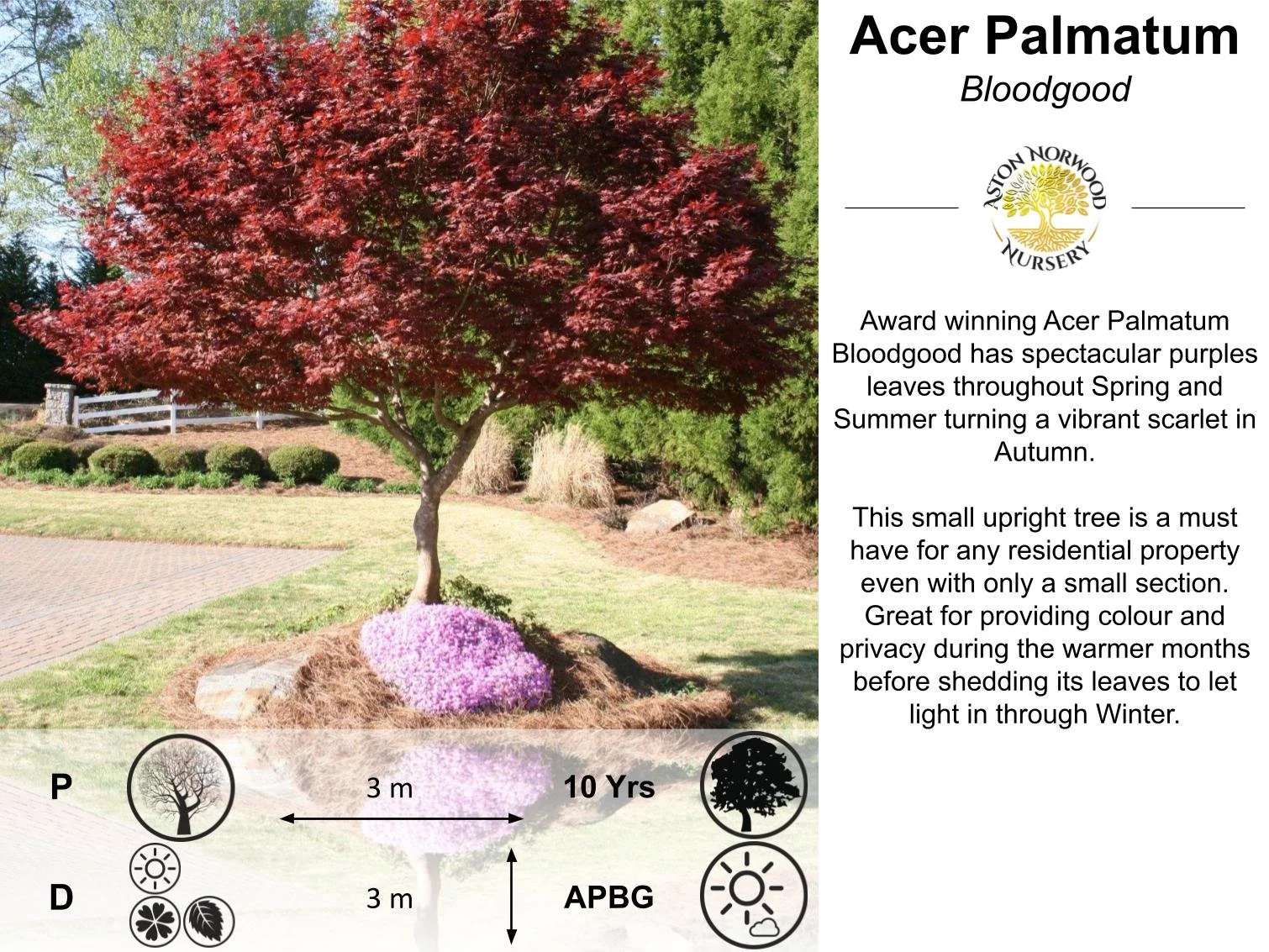 Acer Palmatum Bloodgood
