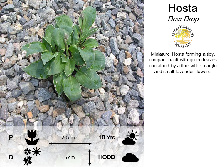 Hosta Dew Drop