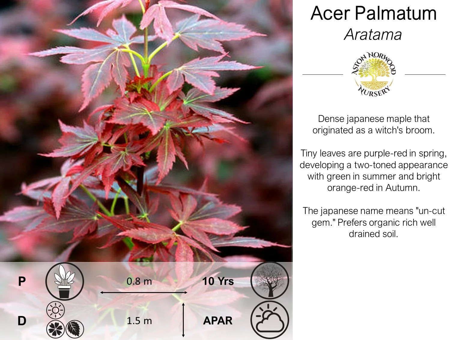 Acer palmatum Aratama