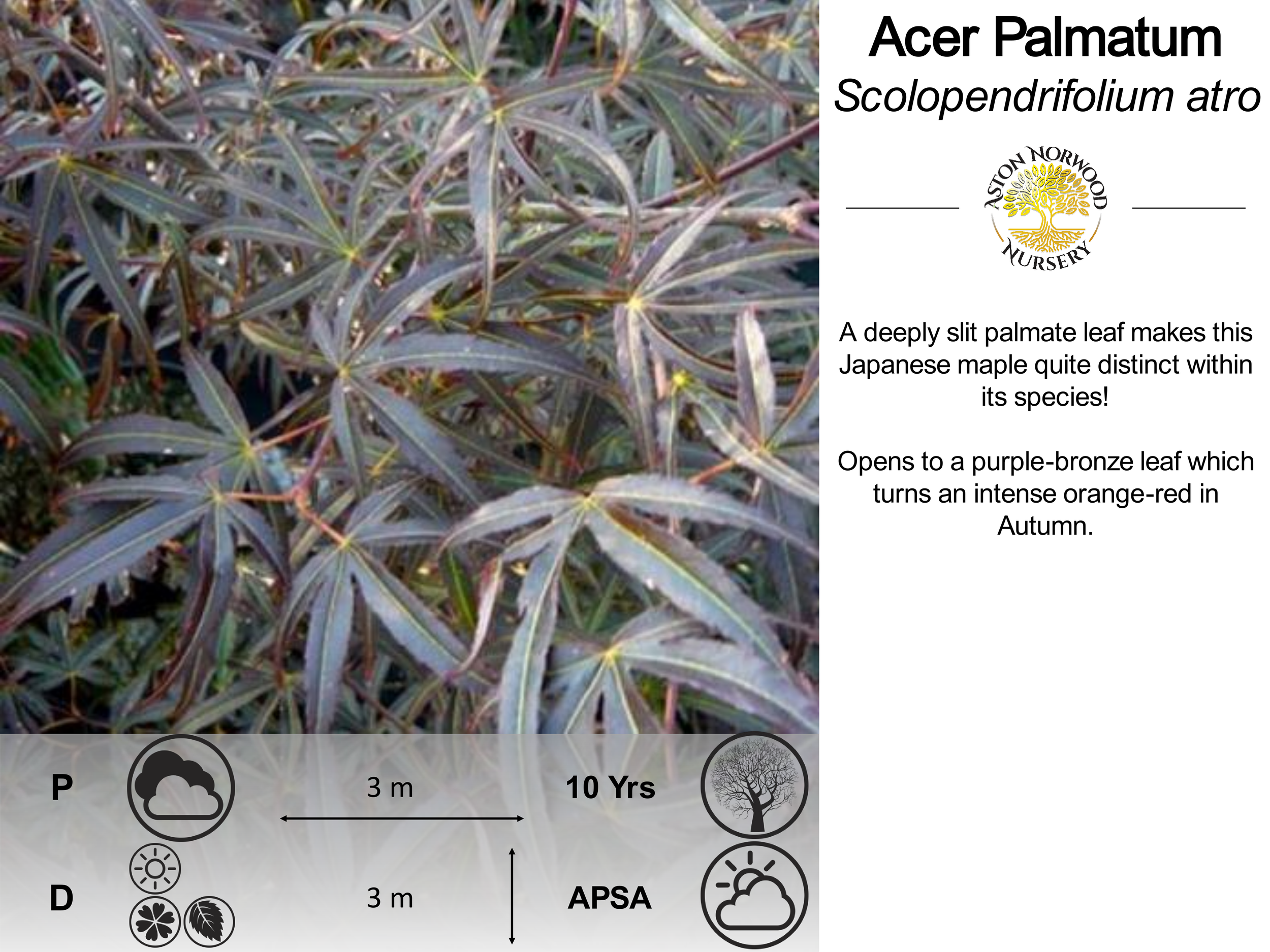 Acer Palmatum Scolopendrifolium Atro.