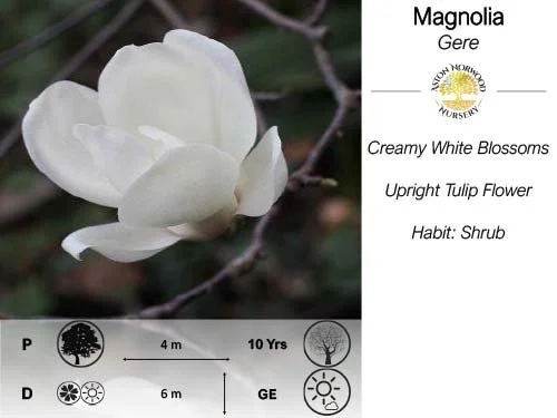 Magnolia Gere