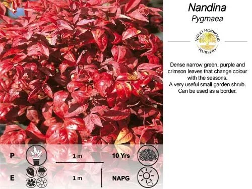 Nandina Pygmaea