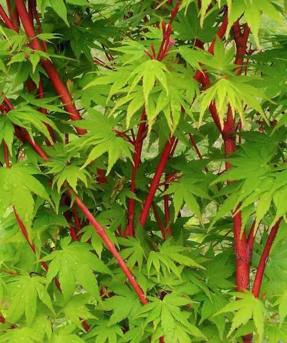 Japanese Maple Acer Palmatum 'Winter Flame'