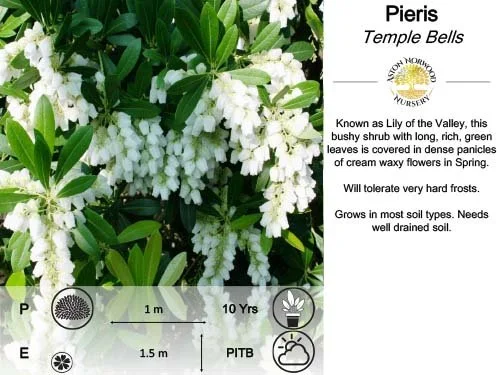 Pieris Temple Bells