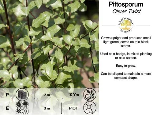 PittosporumOliverTwist.jpg