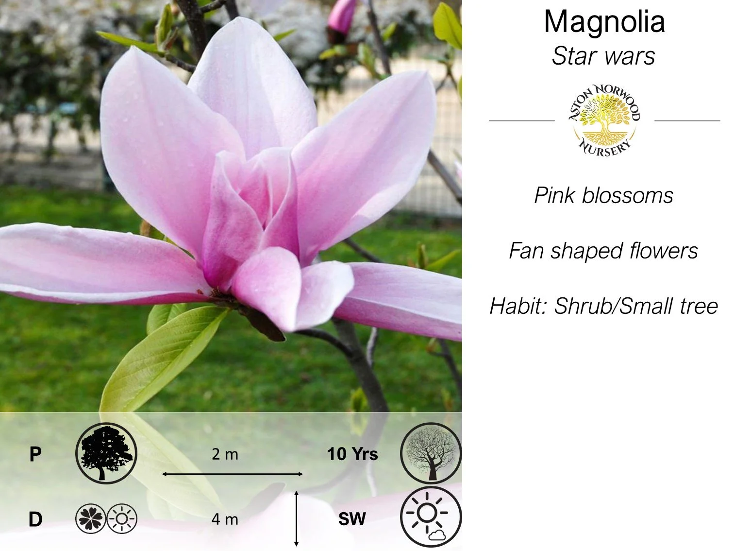 Magnolia star wars