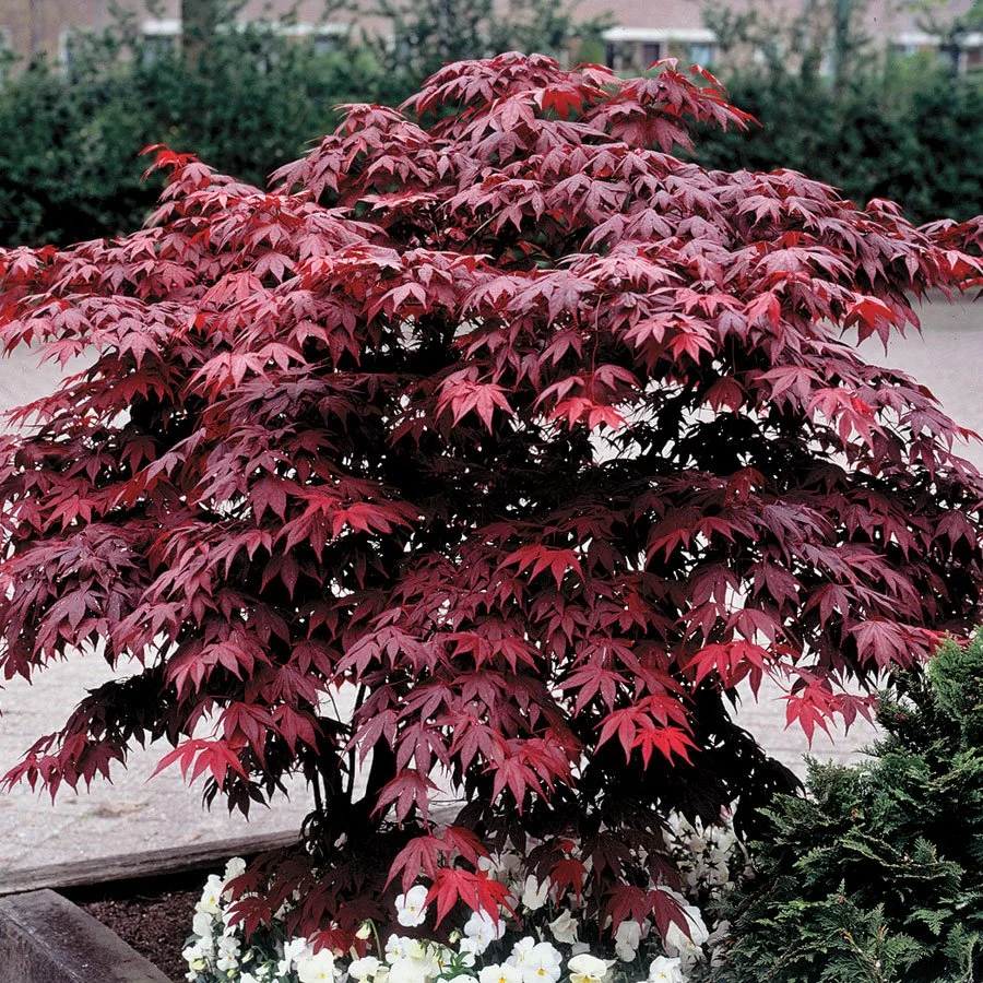Red maple tree with vibrant foliage in a garden bed.