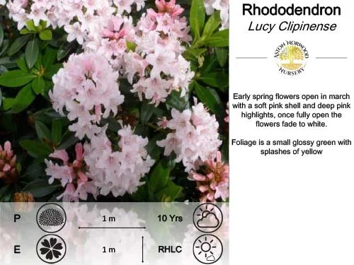 Rhododendron Lucy Clipinense