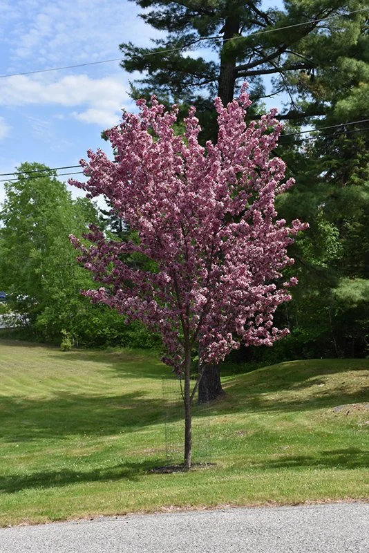 Malus Strathmore tree.jpg