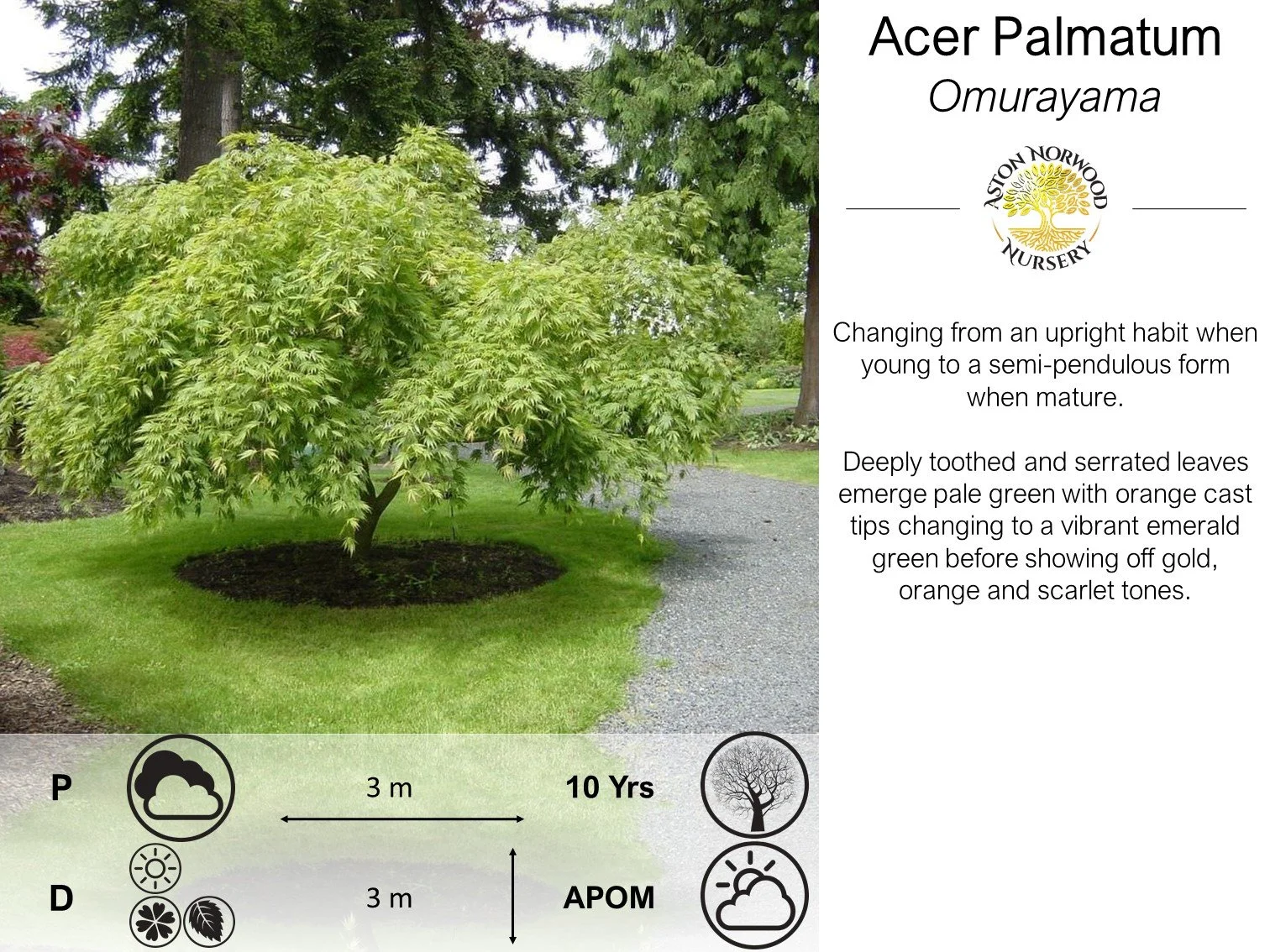 Acer palmatum Omurayama