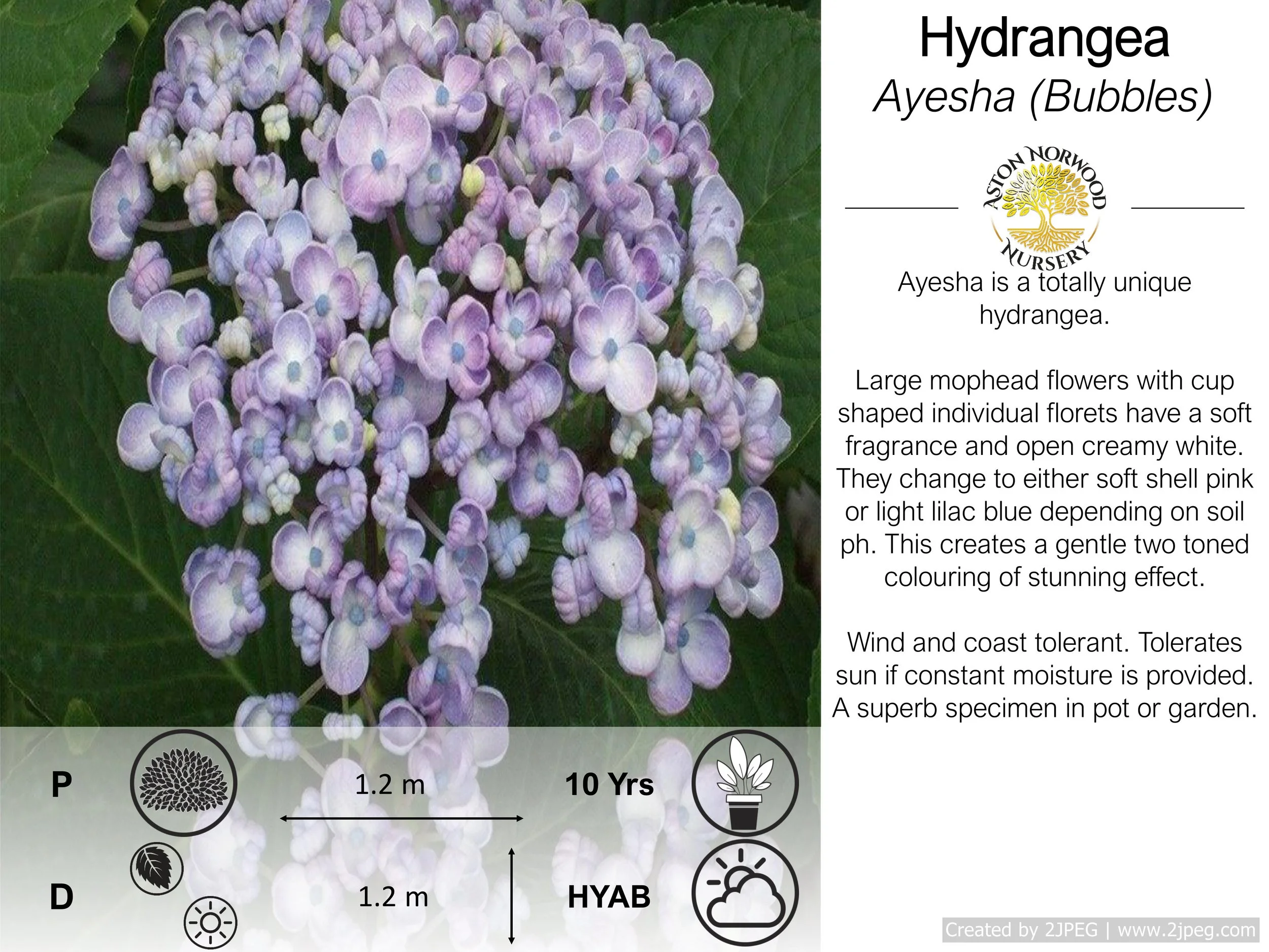 Hydrangea Ayesha Bubbles