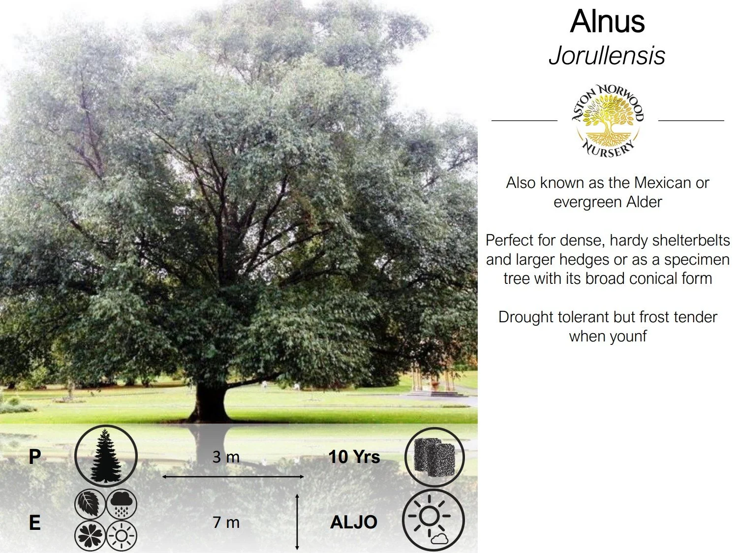 Alnus Jorullensis | Mexican Alder | Evergreen Alder