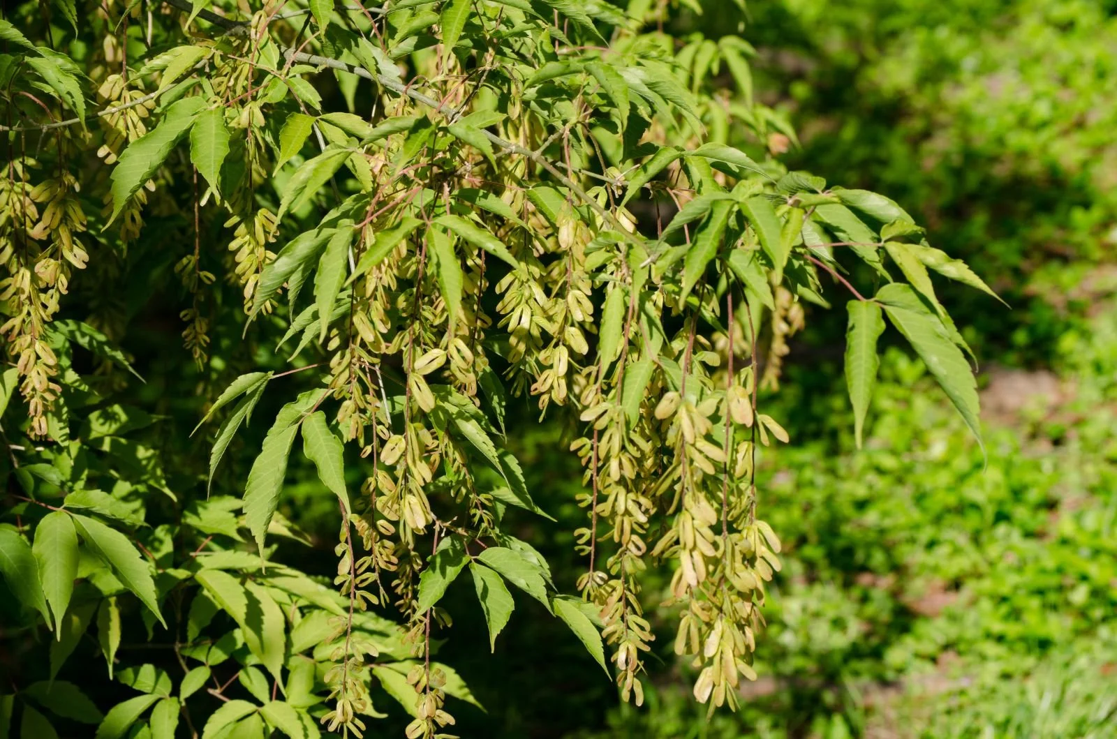 Acer henryi (Henry's Maple)