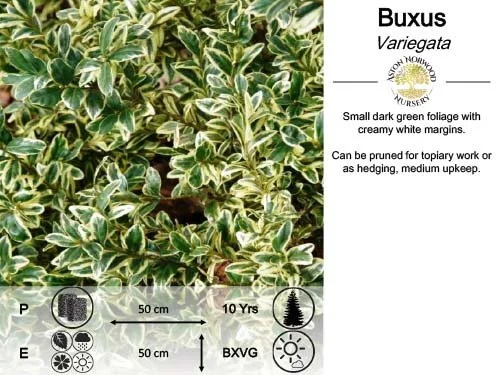 Buxus Variegata