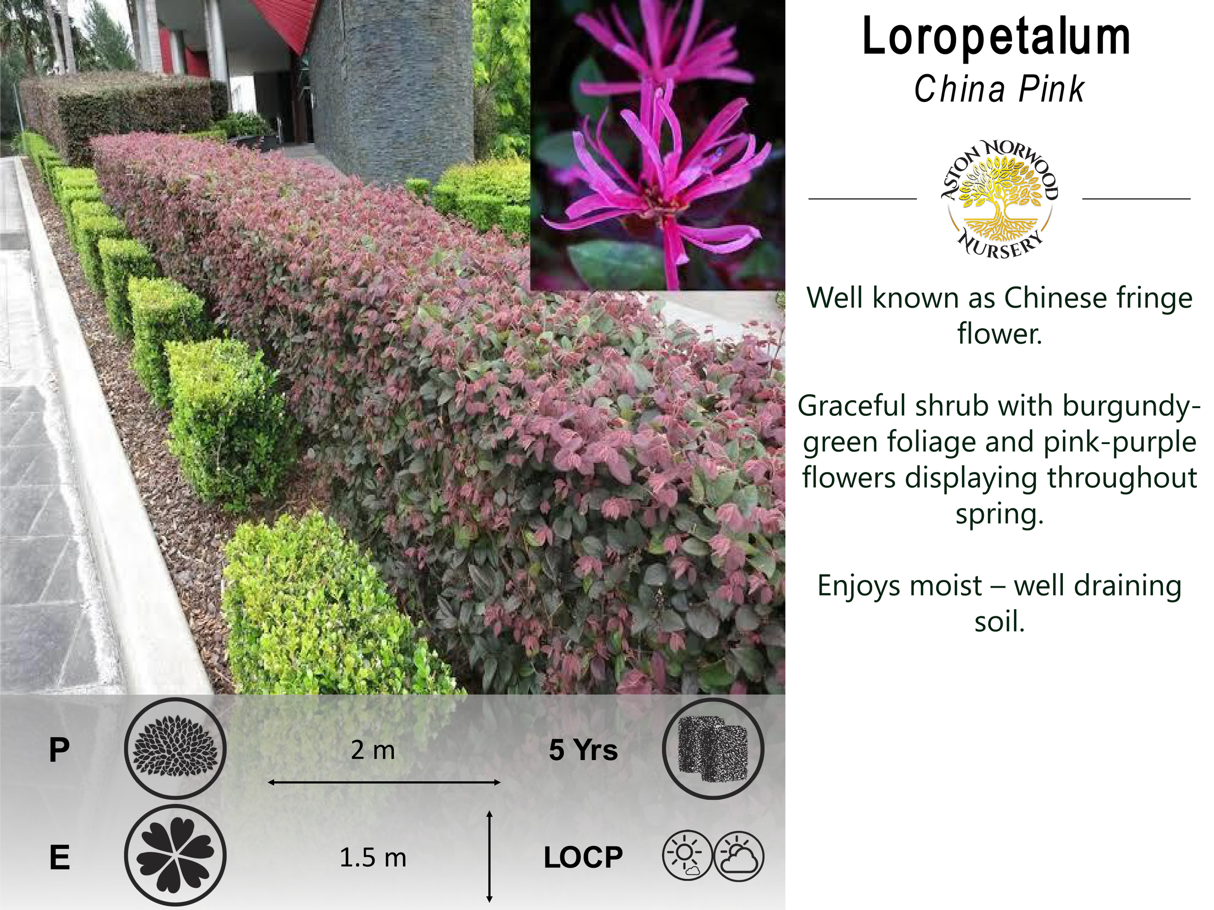 Loropetalum China Pink