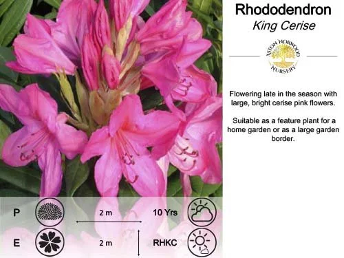 Rhododendron King Cerise