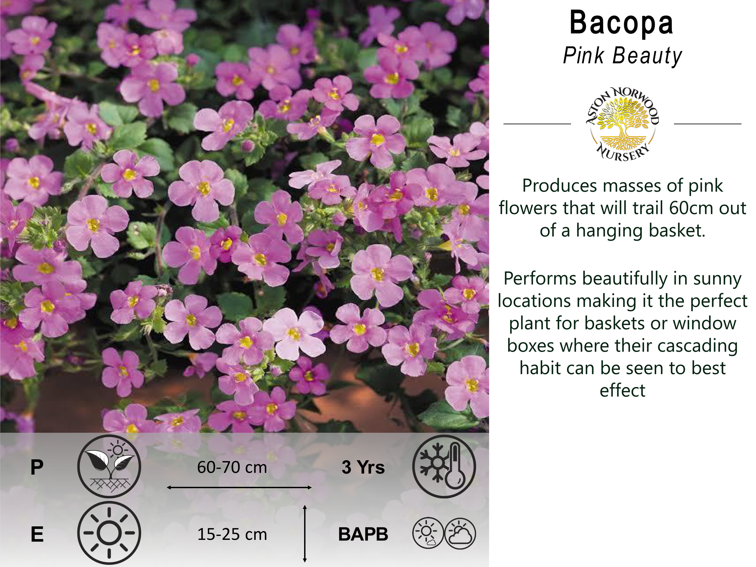 Bacopa Pink Beauty