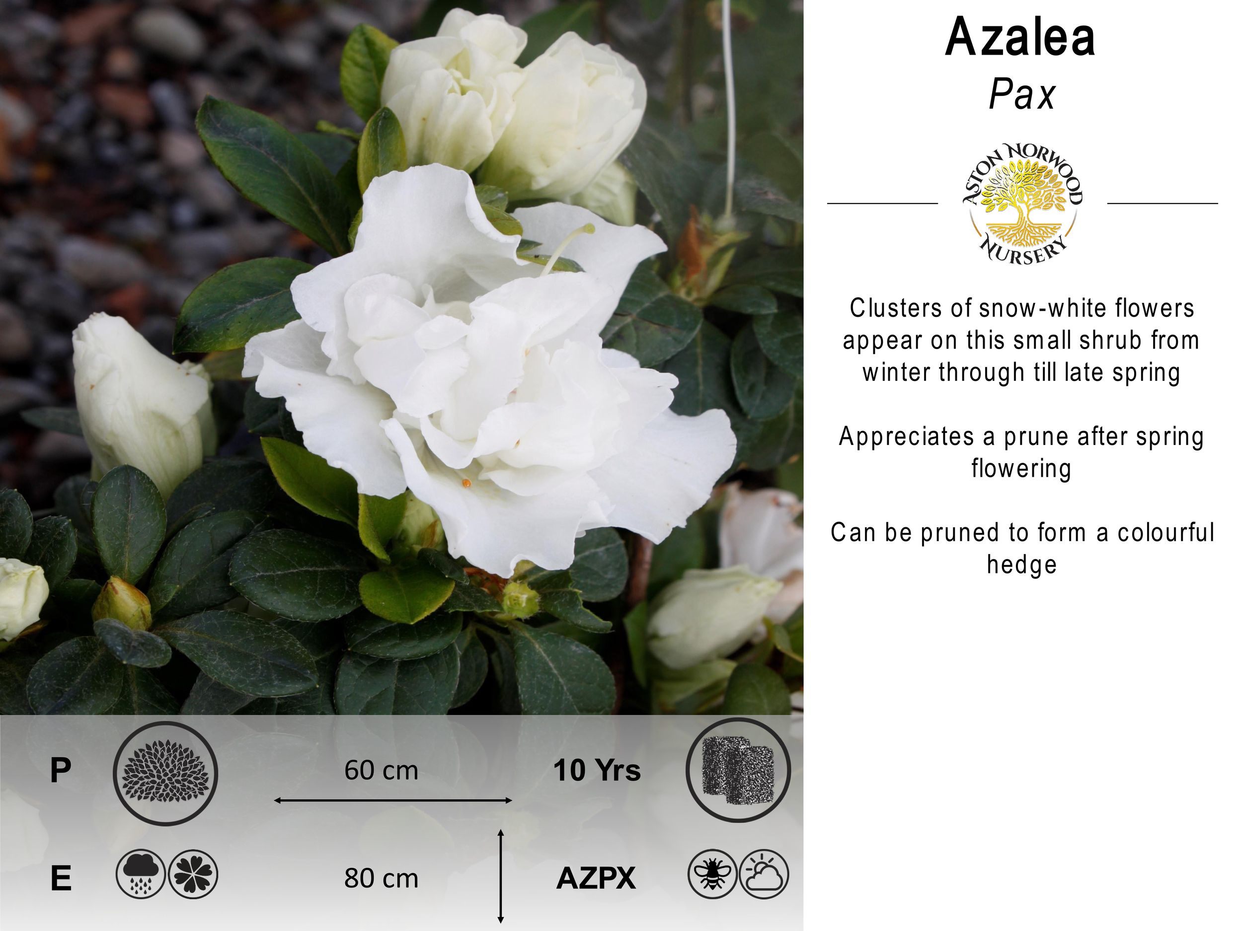 Azalea Pax