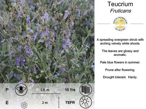Teucrium Fruticans
