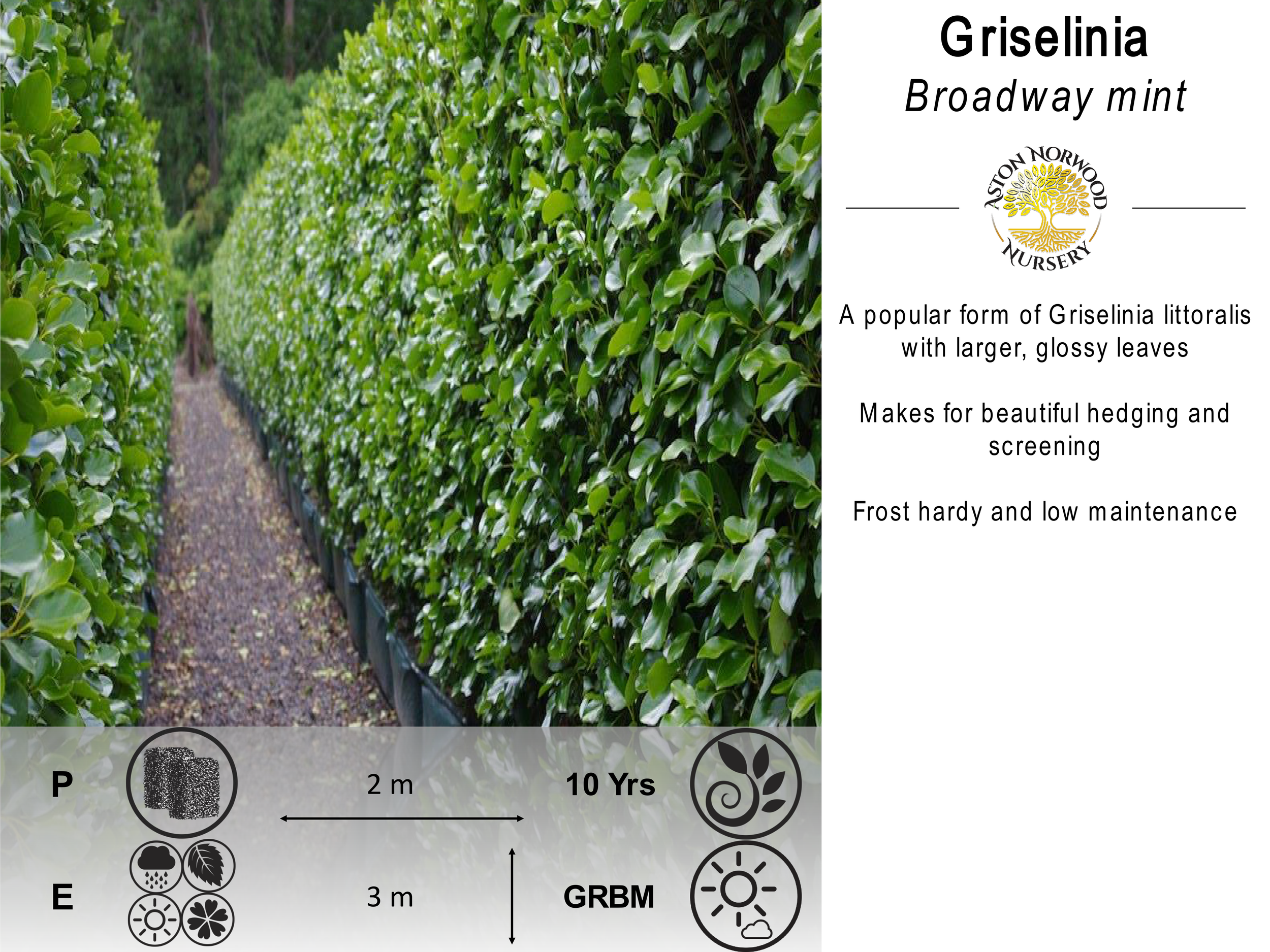 Griselinia Littoralis Broadway Mint