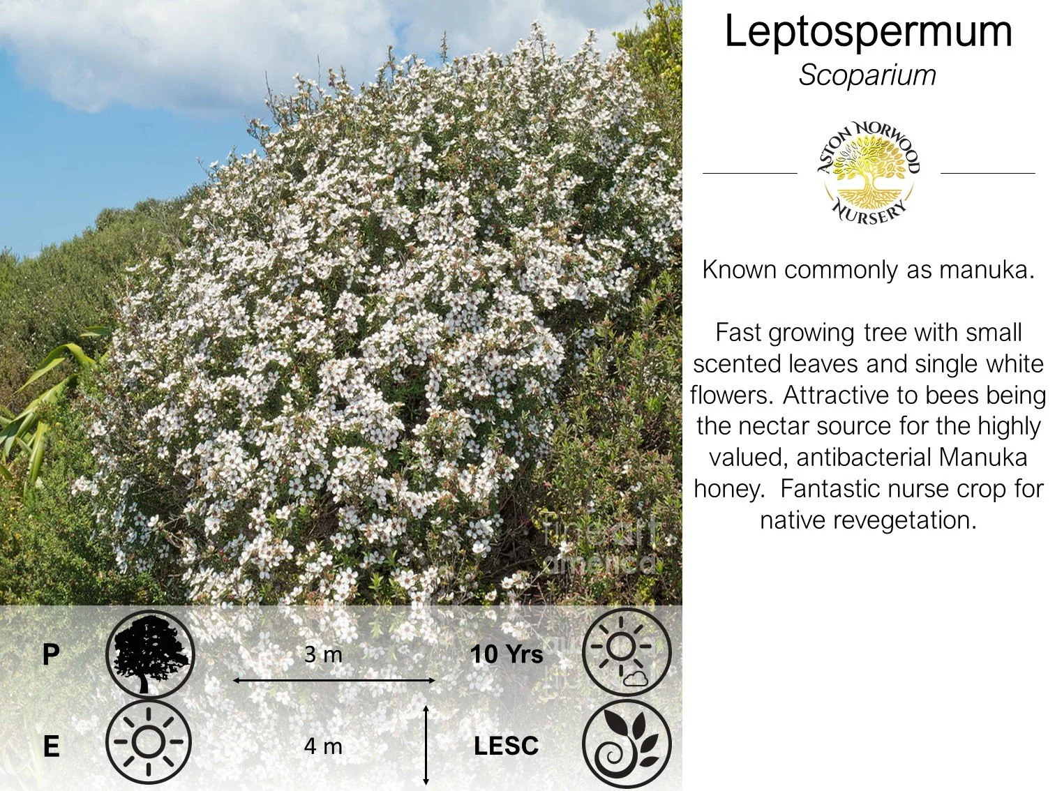 Leptospermum Scoparium (Manuka)
